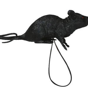 Rata Nera per la Spalla