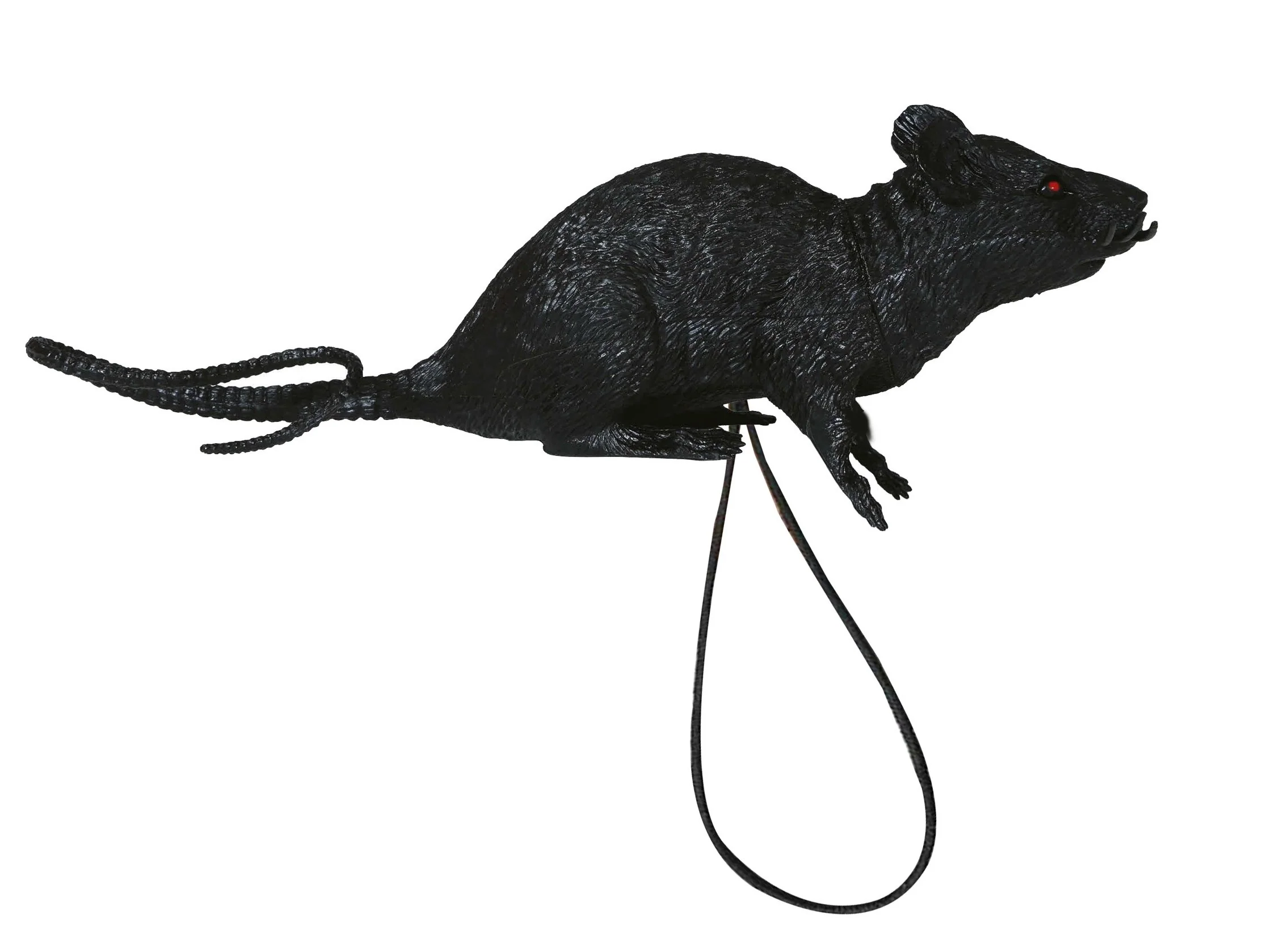 Rata Nera per la Spalla